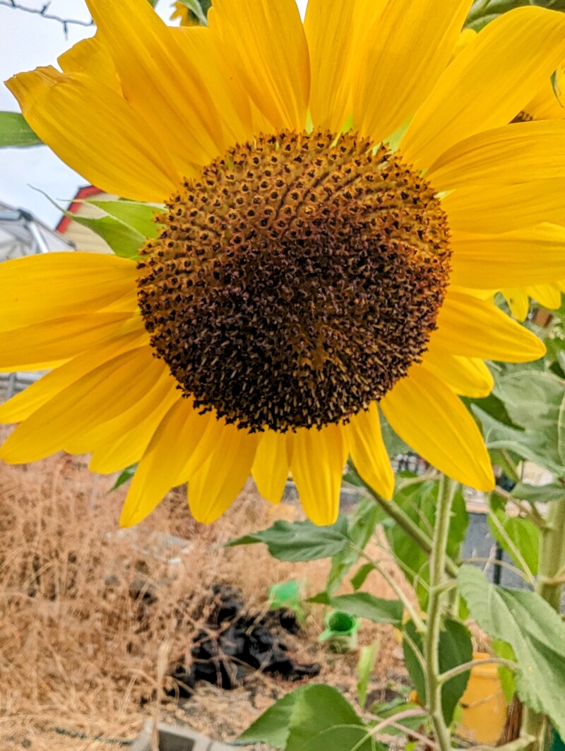 The sunflower plant is amazing.
