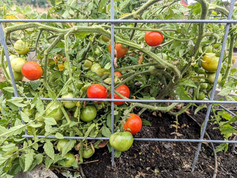 large tomatoes