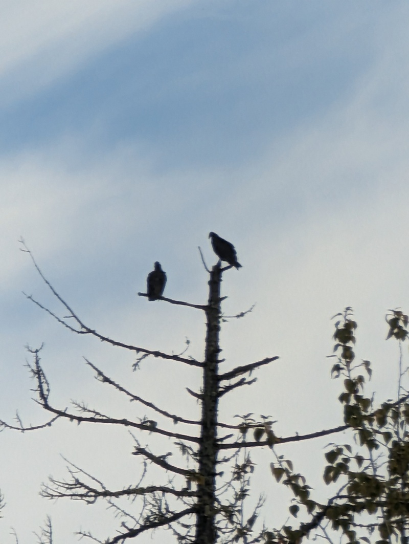 two turkey vultures or hawks.