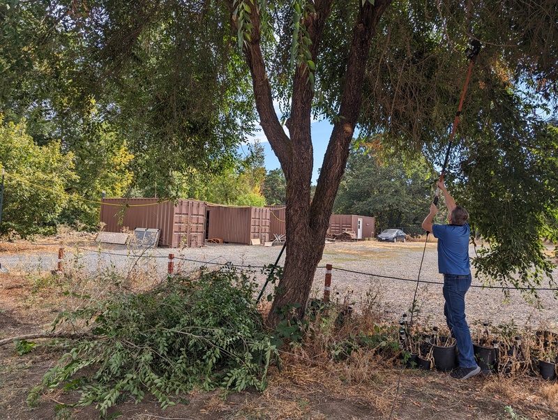 Joseph cutting branches down that are in the way.