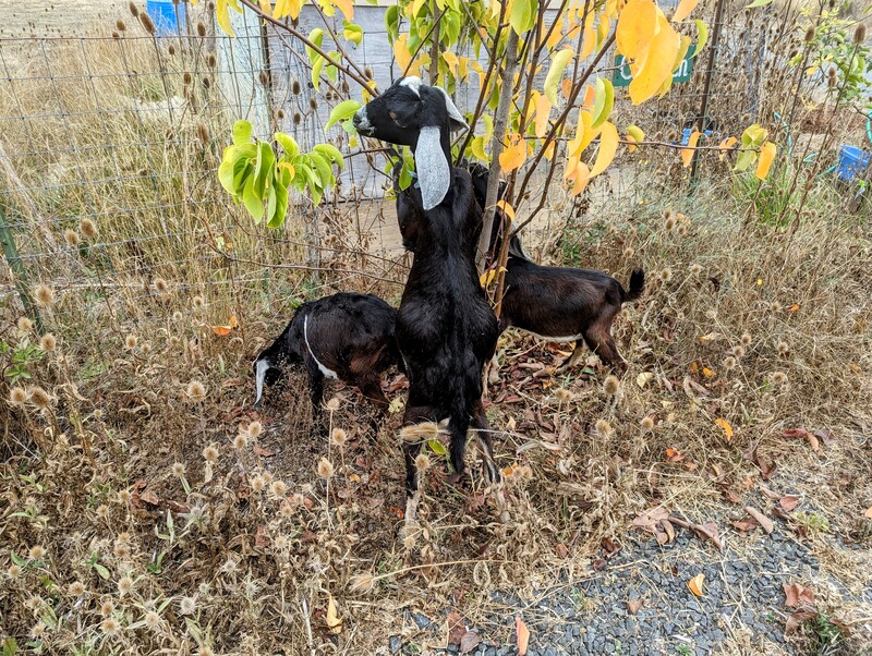 goats stopped for a snack on the way to a new location.