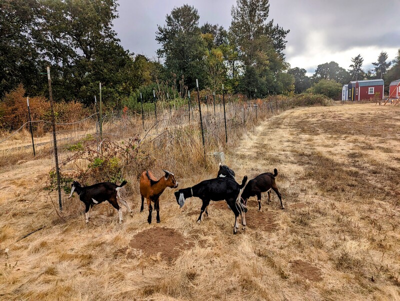 now the goats are in the east pasture.