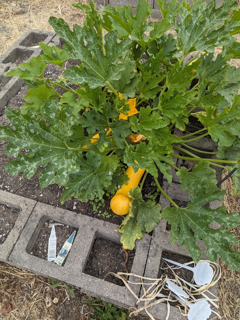 yellow zucchini