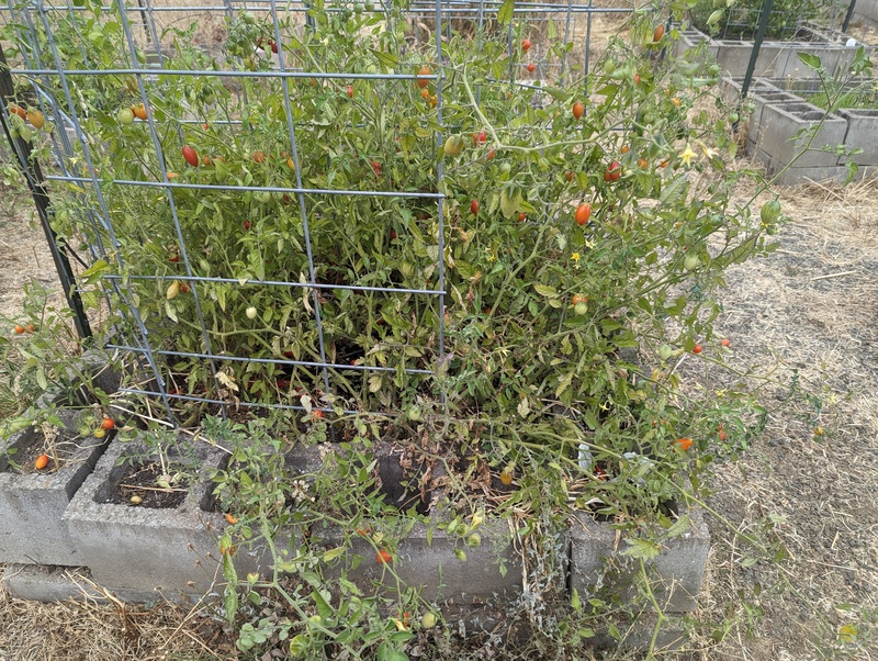 cherry tomatoes