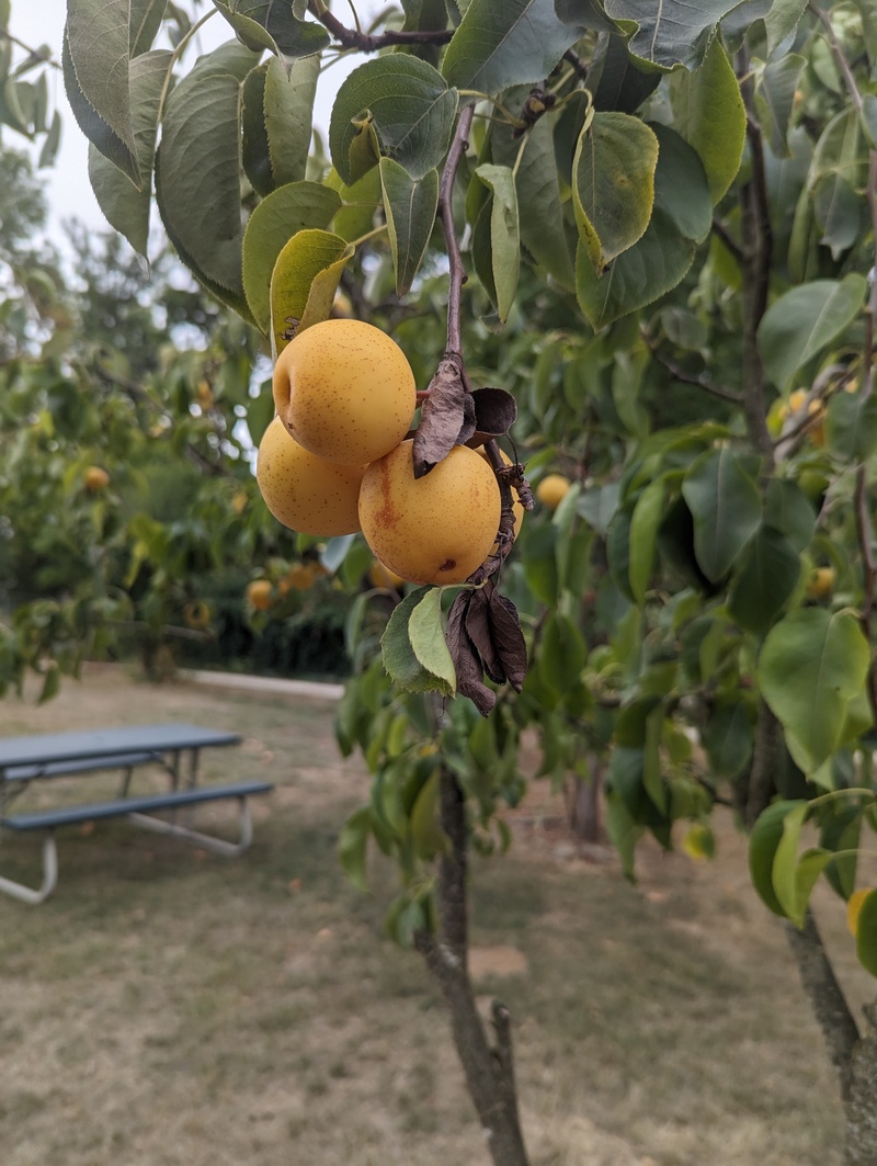 Asian pears