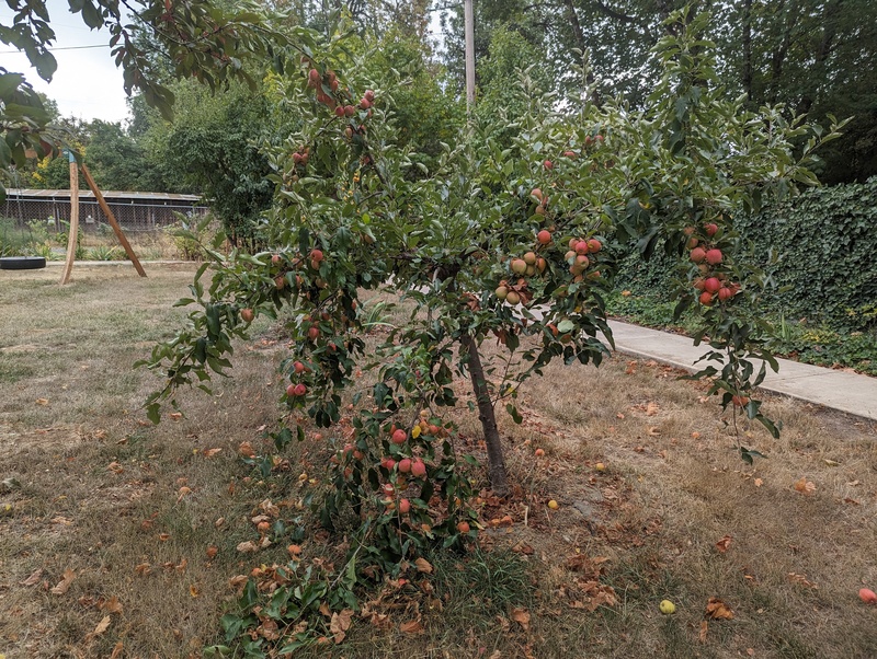 gala apples