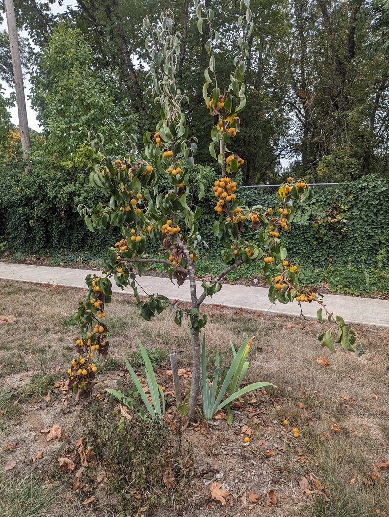 20th century Asian pears