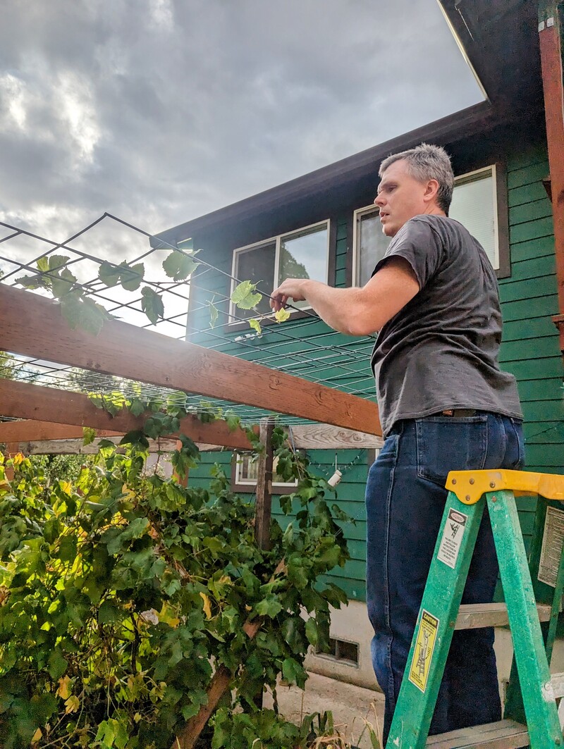 Joseph worked on our backyard grape arbor.