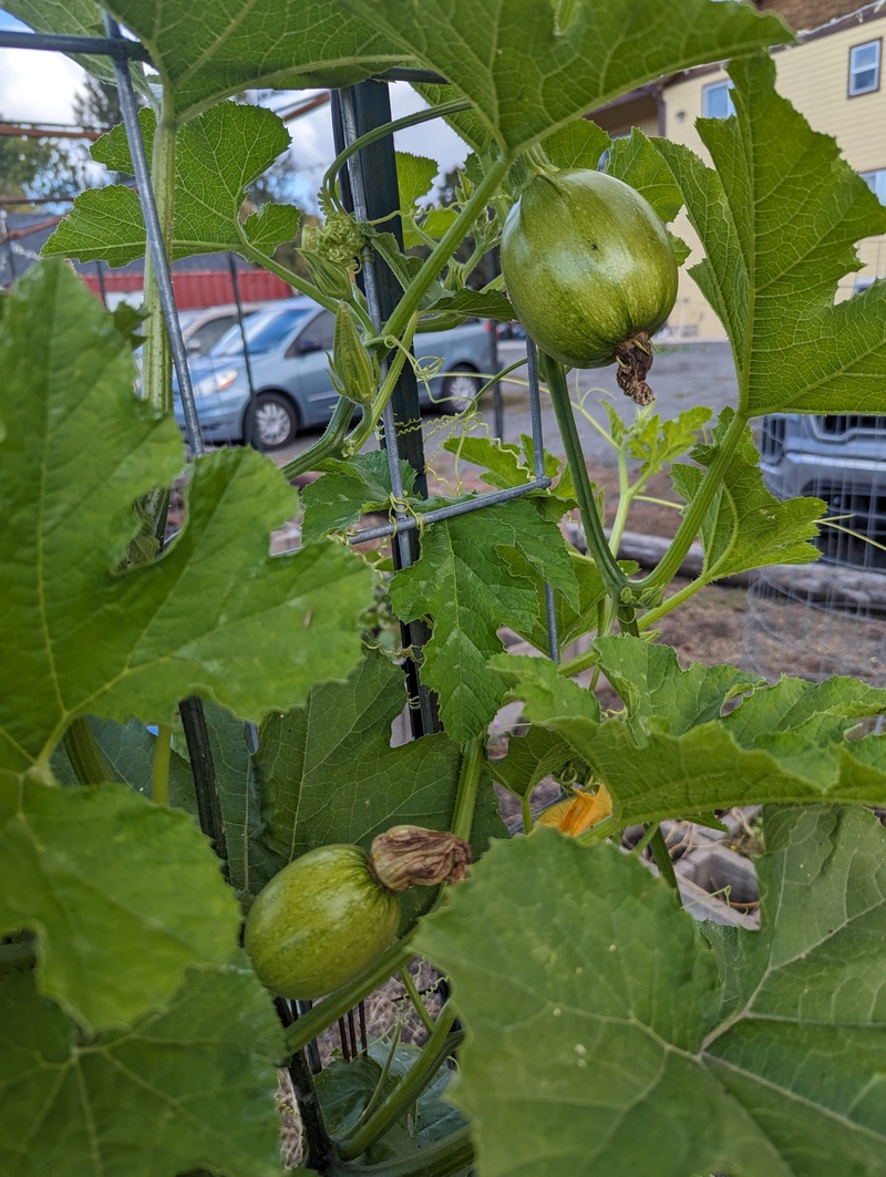 Little pumpkins, will they ripen.