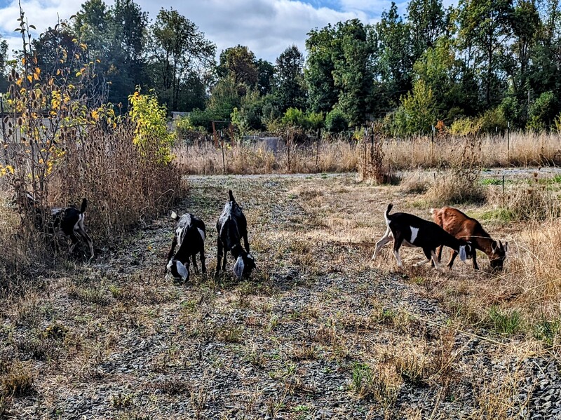 I let the goats out of the east pasture to wander.