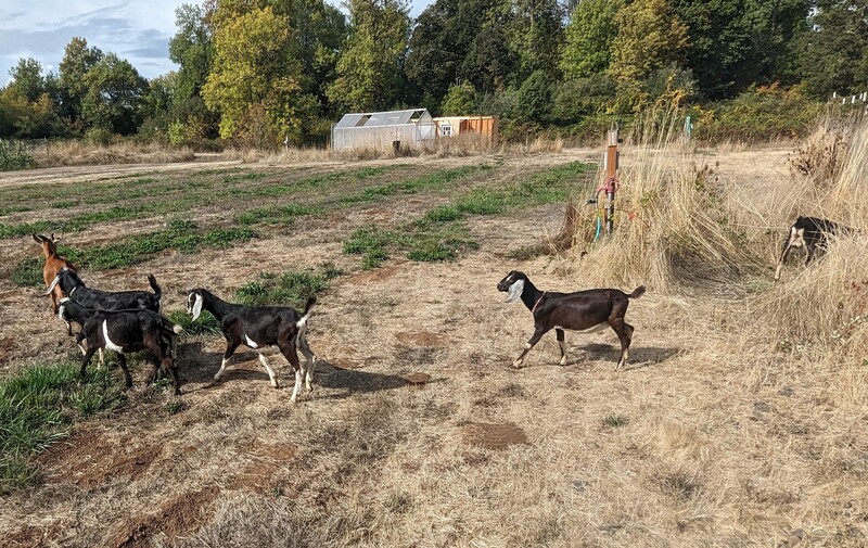 They loved the grass in the playfield. It is one of the few spots that gets water regularly... 😁