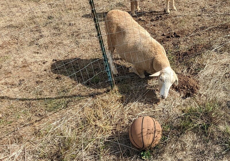 Sandy wanted to play ball. 🤣🤣