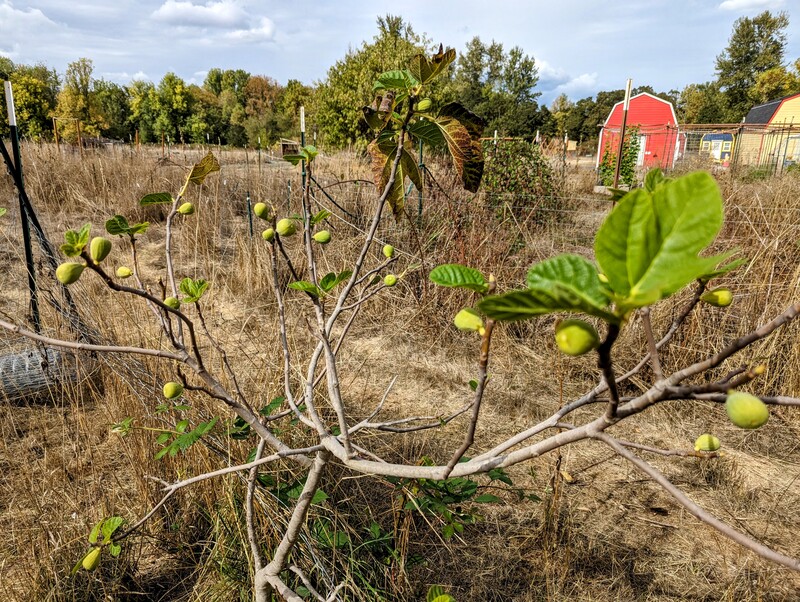 The goats ate all but a few leaves. Now the tree is putting out new leaves. Kind of hard to do that and ripen fruit at the same time.