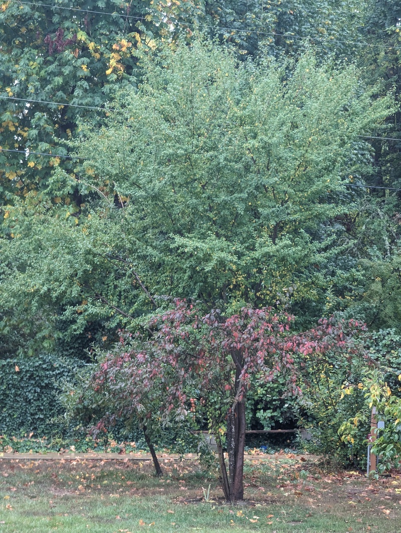 Half of the Satsuma tree leaves have turned red. So I looked and sure enough those branches are from the rootstock. We will probably cut them out.