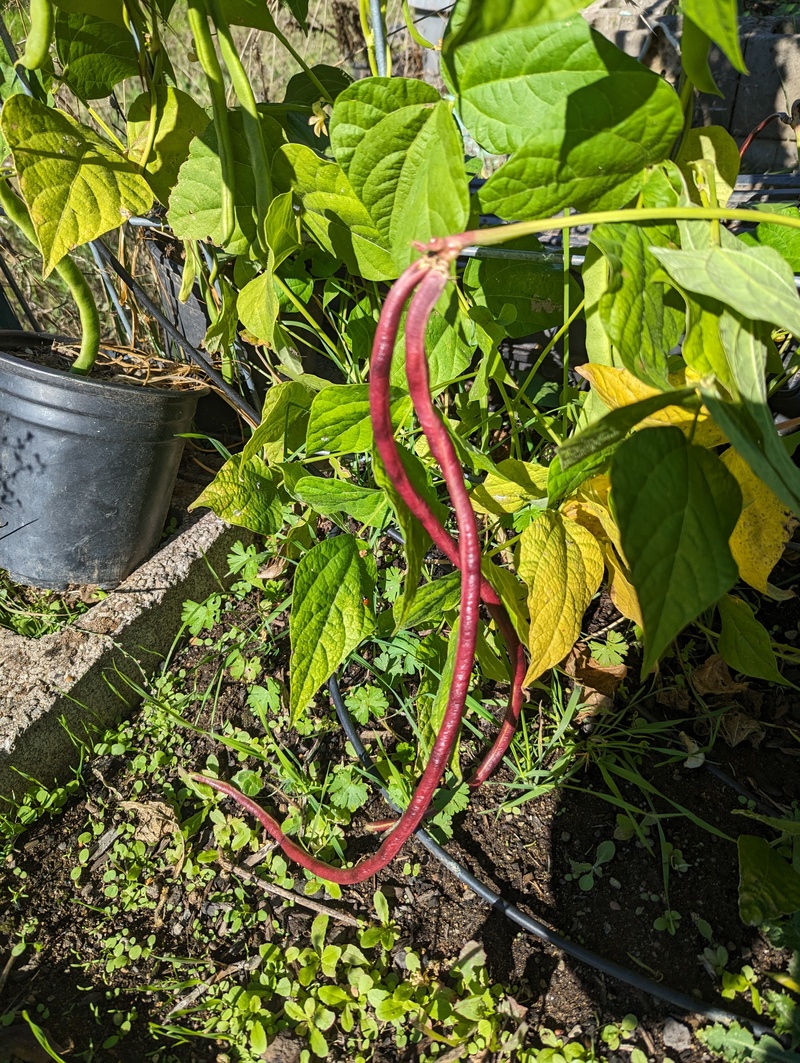 The yard long beans are finally doing there thing.