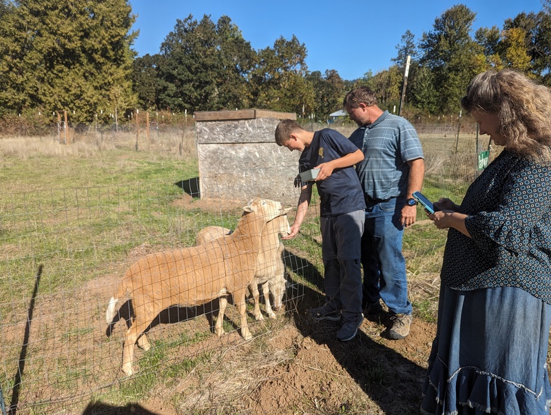Enoch Fritzinger feeds the sheep as his father Jared watches.  His mother stares at her cell phone.