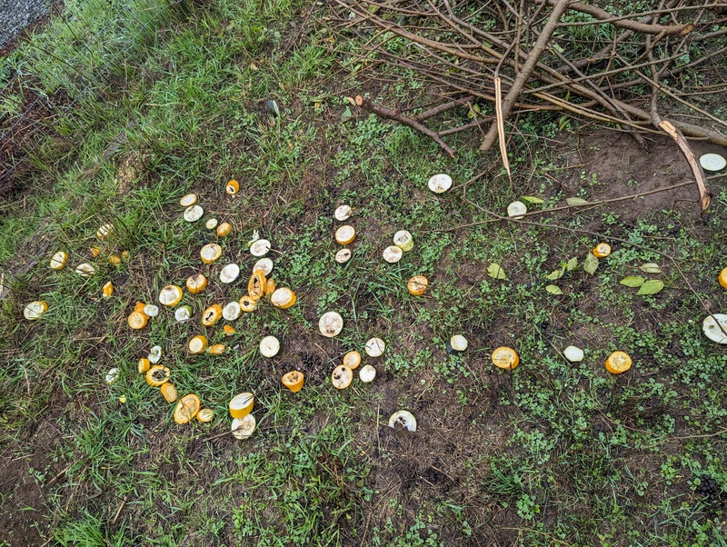 The goats wouldn't eat the yellow or green zucchini. 🤣