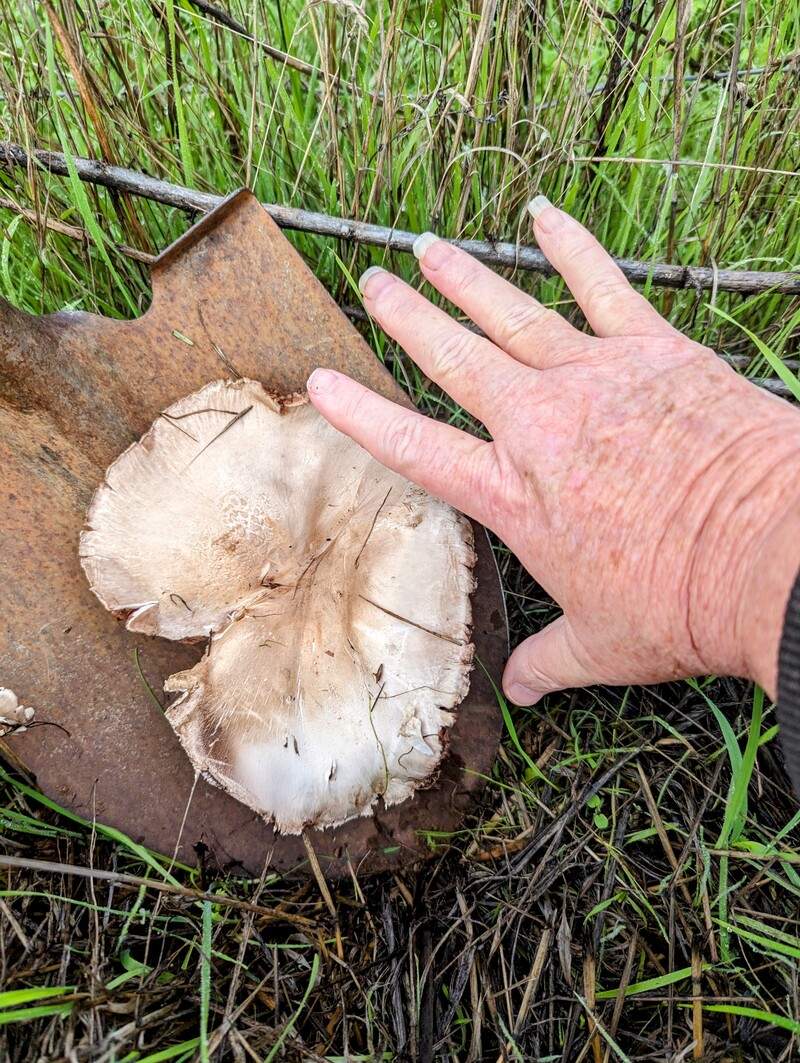 Comparing mushroom size to shovel blade and Lois's hand.