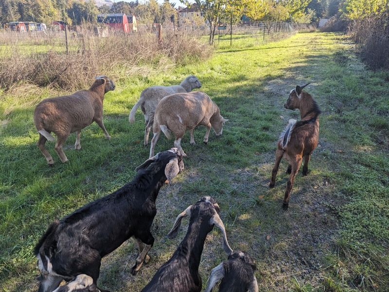 Sheep and Goats wander Rosewold.