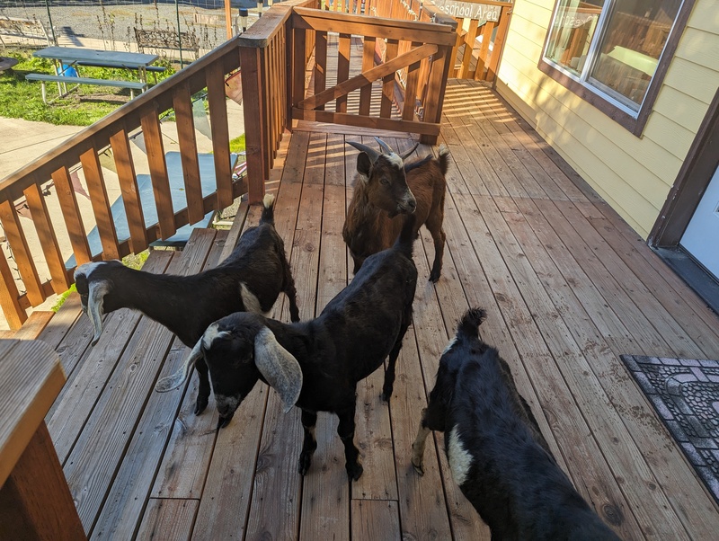 goats on the back porch. Hummmm...