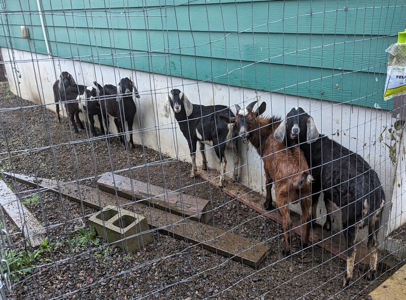 Goats sheltering in the rain