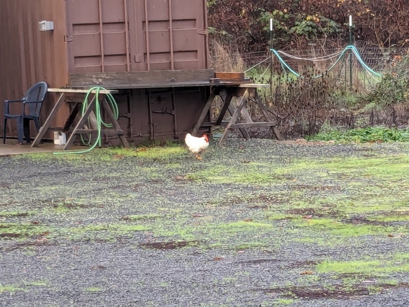 Chicken Little on an adventure. He slept out a couple of nights and then made it back to the coop.