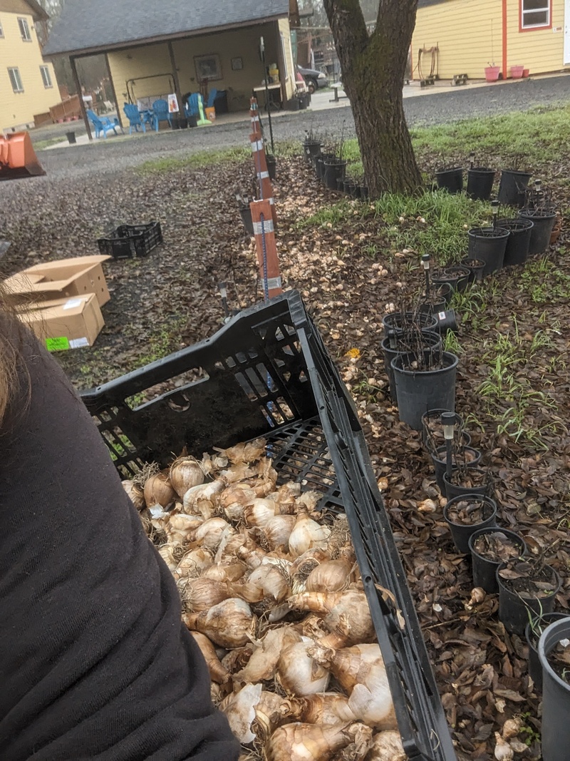 Lois spreading 250 bulbs along the firepit parking lot.