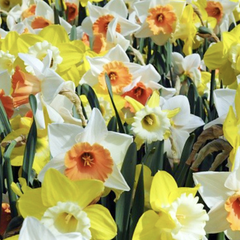 We planted these along the firepit parking lot.