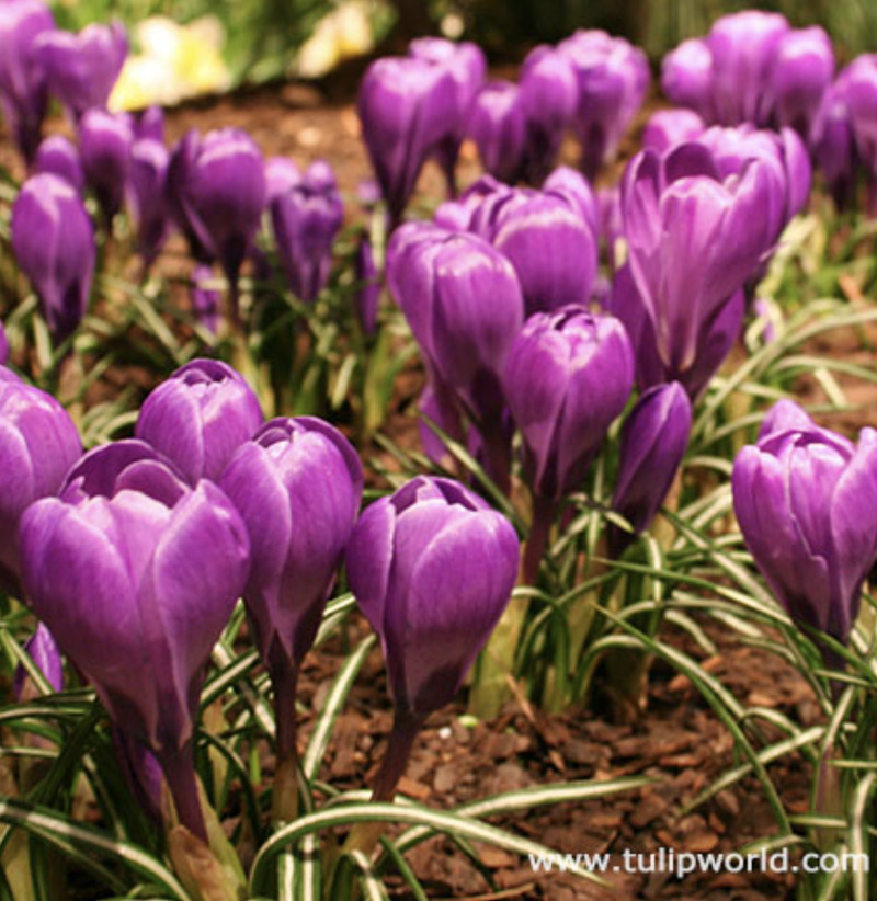 We planted these along Center Street.