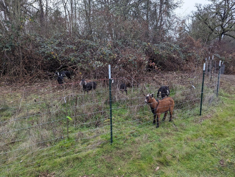 The goats are in their new home.