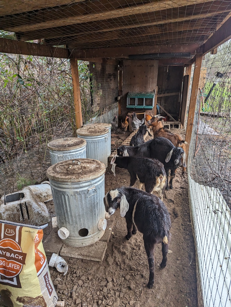 The goats wanted to see what we were doing for the chickens and their abode.
