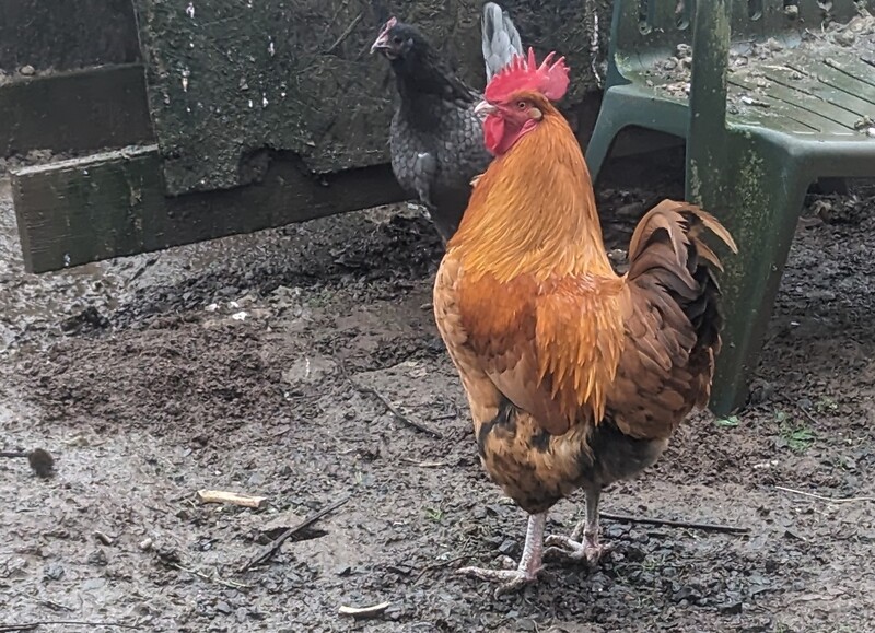 One of our beautiful roosters.