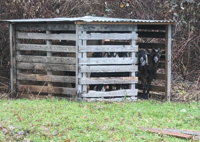 The goats don't want to come out into the rain.
