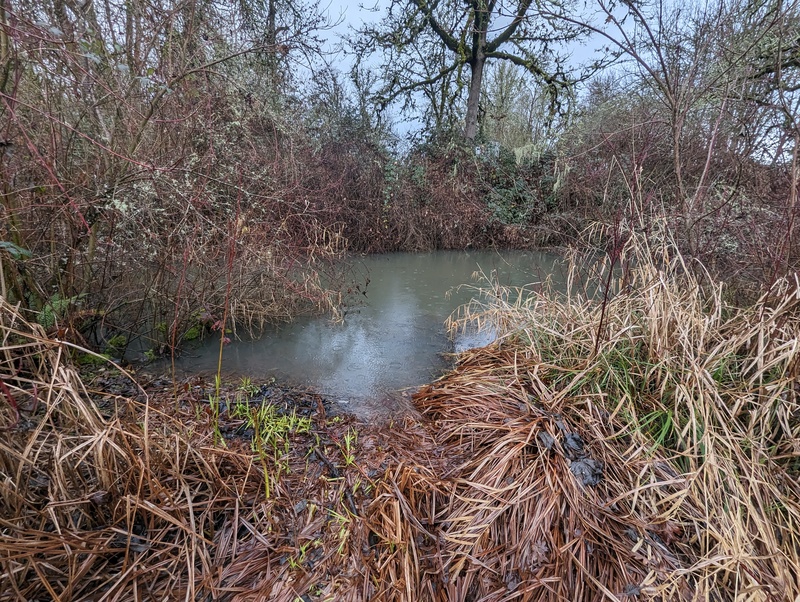 The lily pond is overflowing