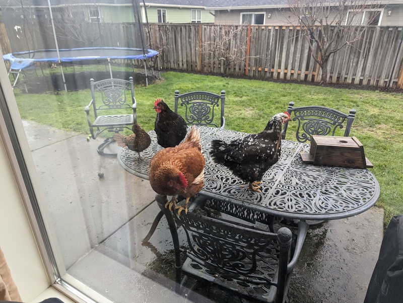 Camille's chickens looking in the window.