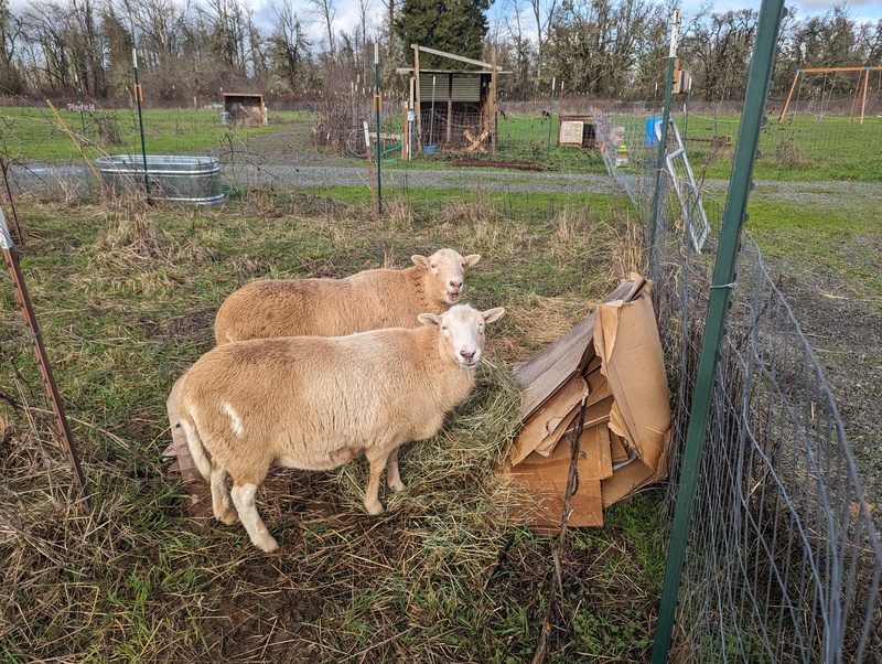 The girls eating hay