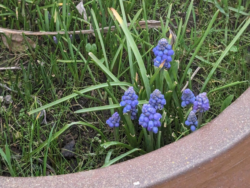 grape hyacinths