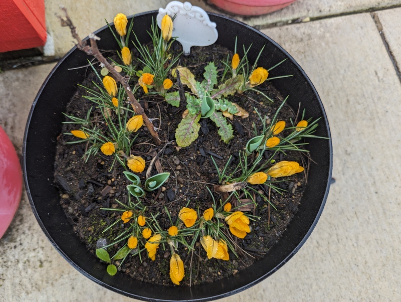 crocuses