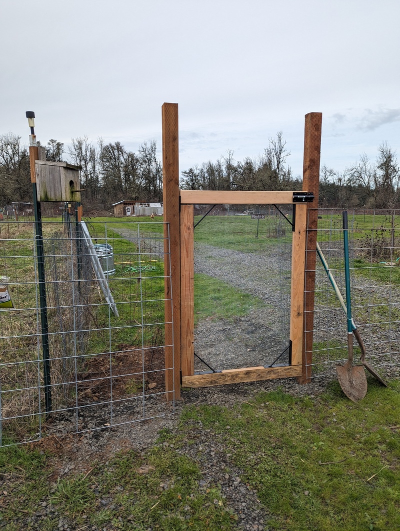Our new Center Street Gate, built by Joseph, to keep the sheep and goats out of harm's way.