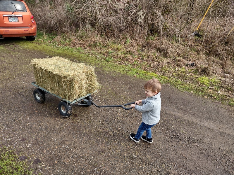 Dax delivers a bale of hay for the sheep and goats.