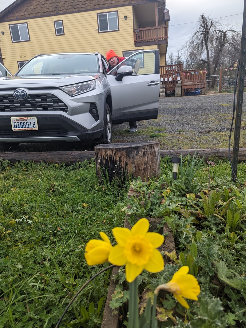 Dennis and Daffodils.