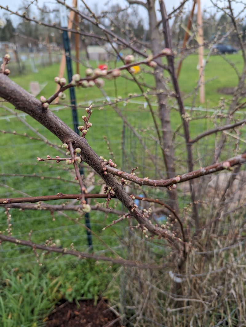 Asian Pear Trees are budding.