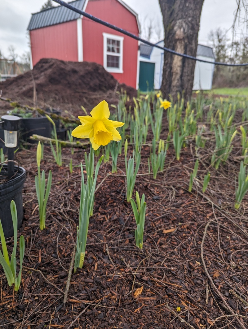 New Daffodils are starting to bloom.