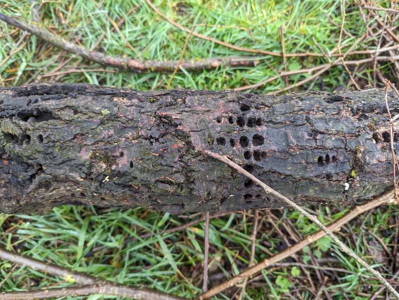 Look at all those woodpecker holes. What future does the tree have?
