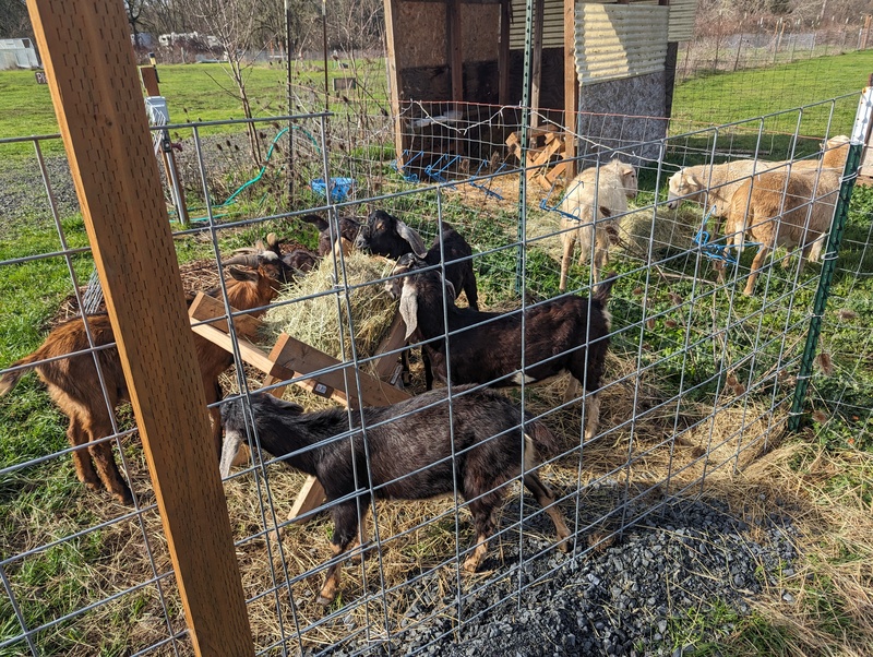 The goats and sheep are enjoying hay.