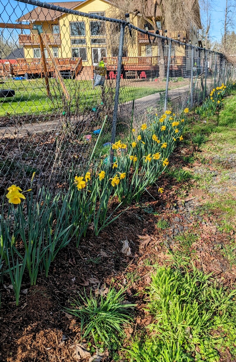 Yellow daffodils along the east fence.
