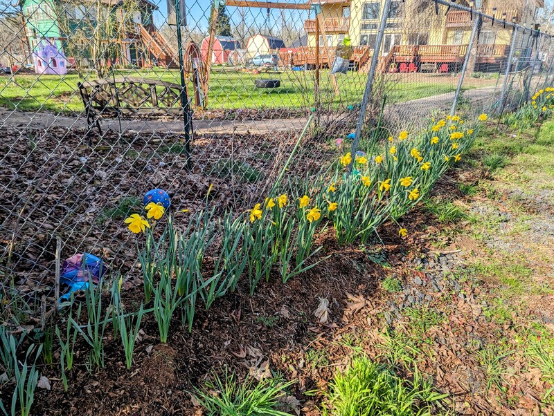 Yellow daffodils along the east fence.