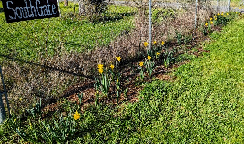 Yellow daffodils between the two gates.