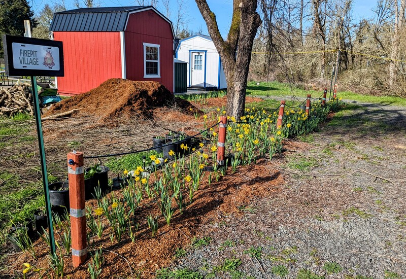 Yellow daffodils along the parking lot of the firepit village.