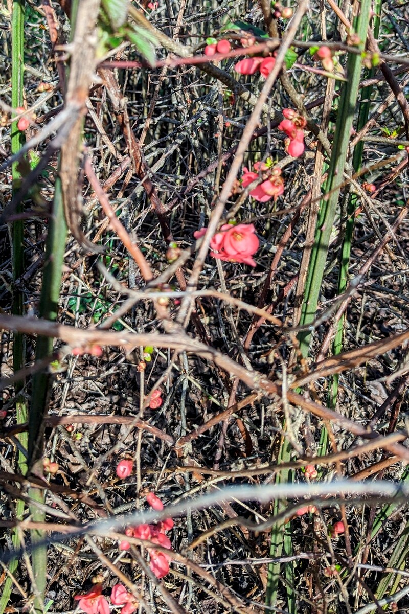 The bush on the island is blooming.